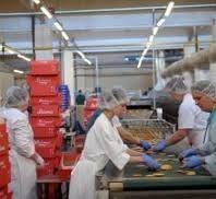 مطلوب عمال انتاج