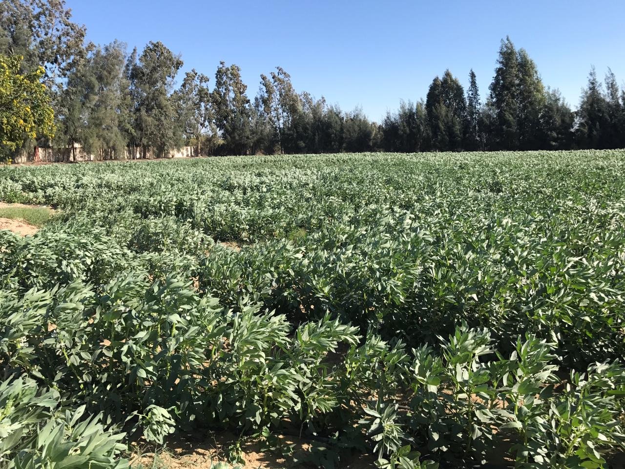مزرعة  للبيع ٢٢ فدان علي طريق وادي النطرون العلمين الدولي