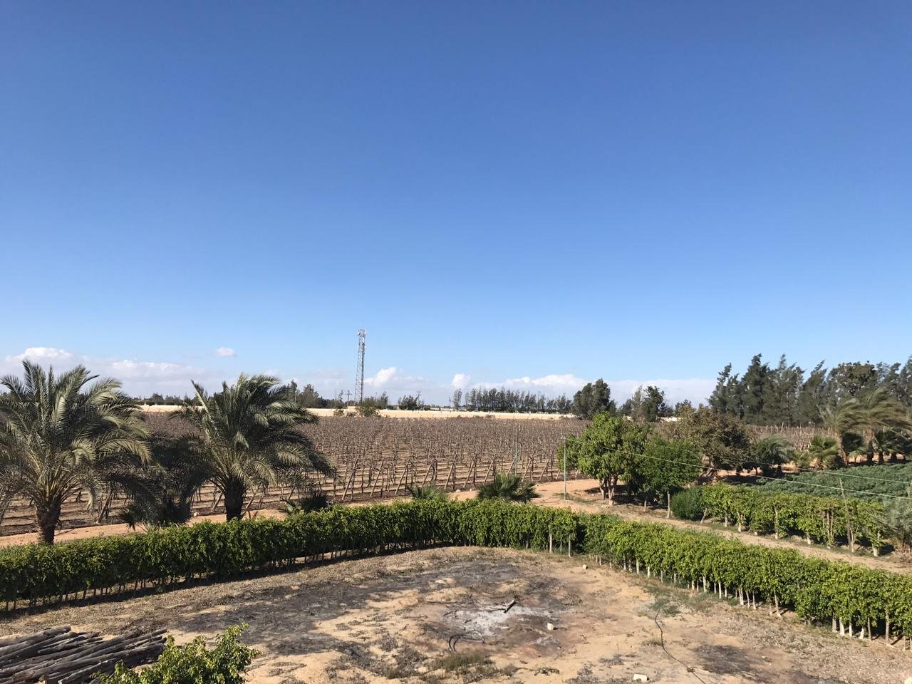 مزرعة  للبيع ٢٢ فدان علي طريق وادي النطرون العلمين الدولي