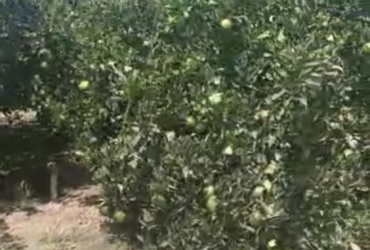 مزرعه منتجه منذ ١٢ عام ١٧ فدان برتقال ابوصره و صيفي و سكري و عنب بناتي بالنوباريه