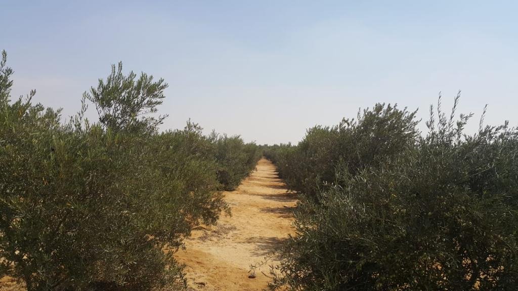 مزرعة للبيع بطريق الاسماعيلية