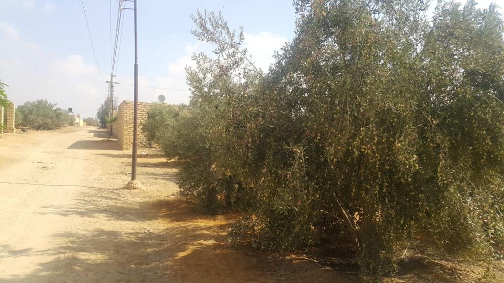 مزرعة للبيع بطريق الاسماعيلية