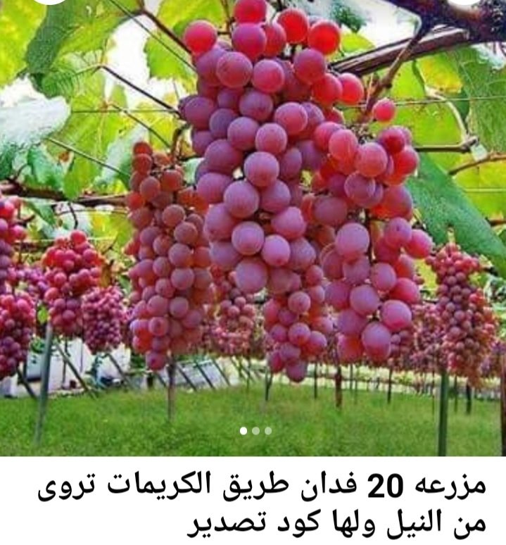 مزرعه ٢٠ فدان بالكريمات للبيع