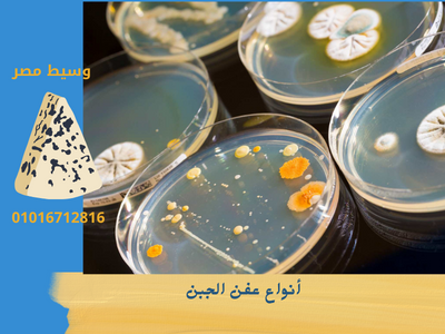 أنواع عفن الجبن